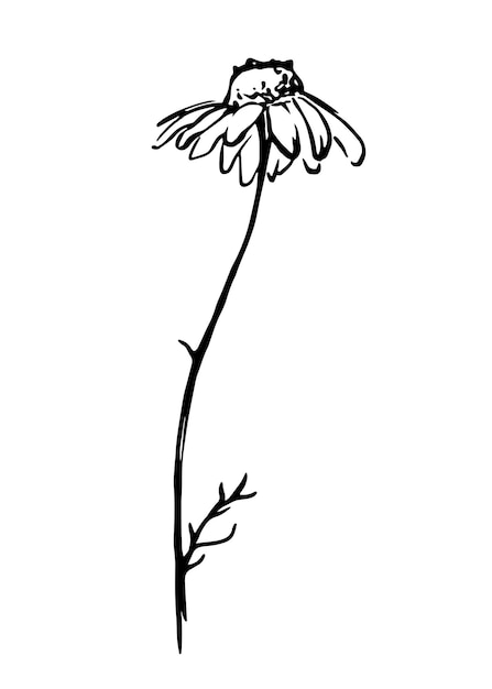 Line chamomile flower hand drawn botanical illustration.