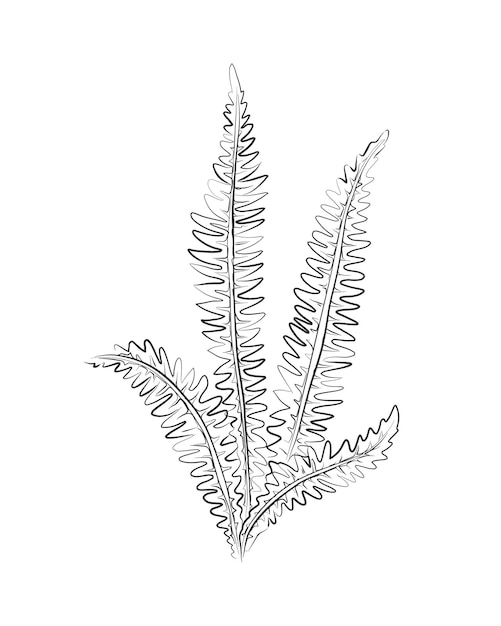 Линейный рисунок папоротника черный эскиз Экзотическое растение с листом одной линии иллюстрации Минималистские принты