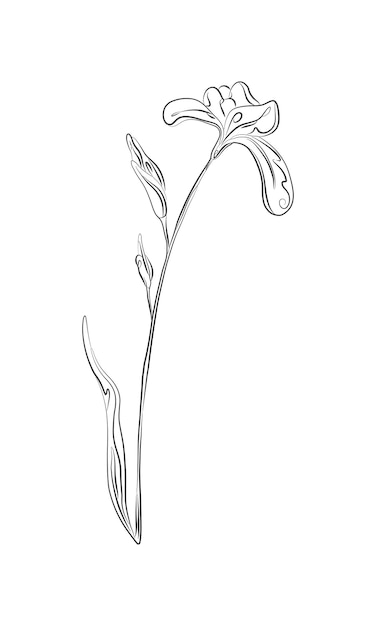 Line drawing irise flower Plant with leaves one line illustration Minimalist black sketch prints