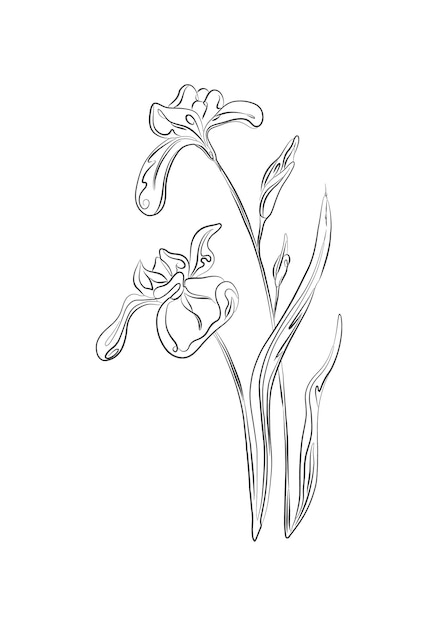 Vector line drawing irises flower plant with leaves one line illustration