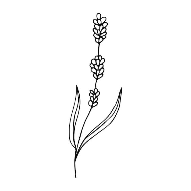 Line drawing of lavender in doodle style Abstract hand drawn flower Isolated vector illustration