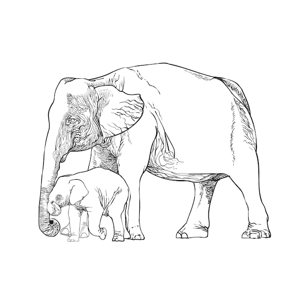 Line drawing of a male elephant