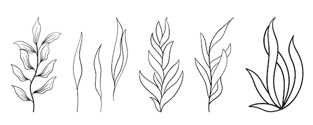 A line drawing of plants with the words " seaweed " on the bottom.