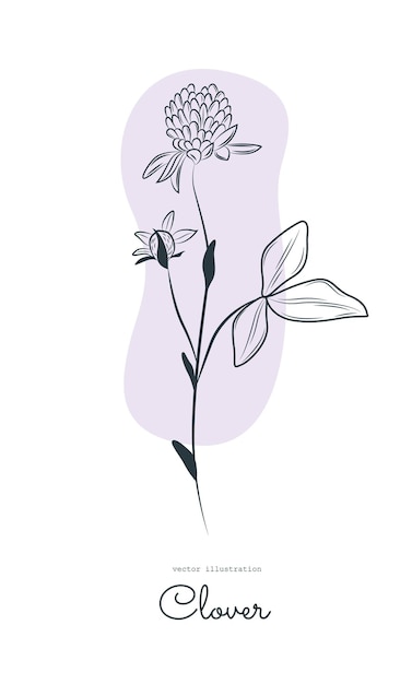 Vector line drawing of red clover engraving style illustration