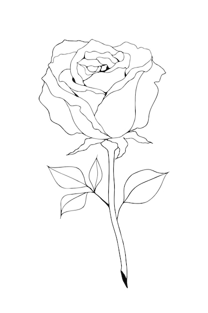 Line drawing of a rose flower black and white