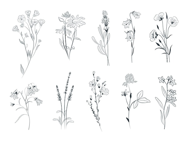 Line Drawing Set Of Plants Sketch of Flowers