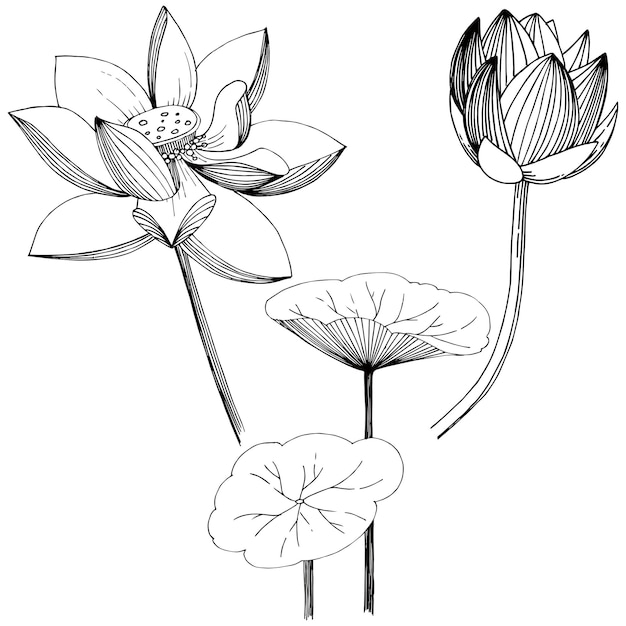 Line drawing sketch path lotus