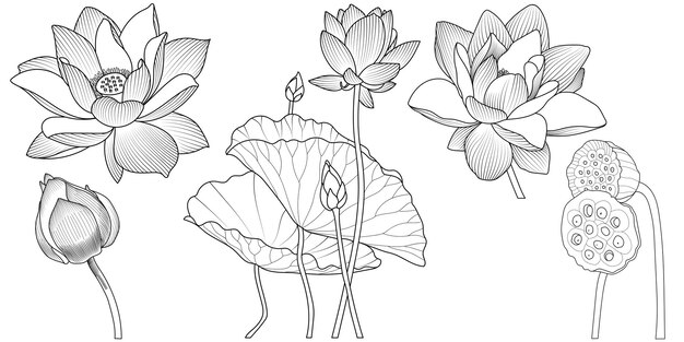 Line drawing sketch path lotus