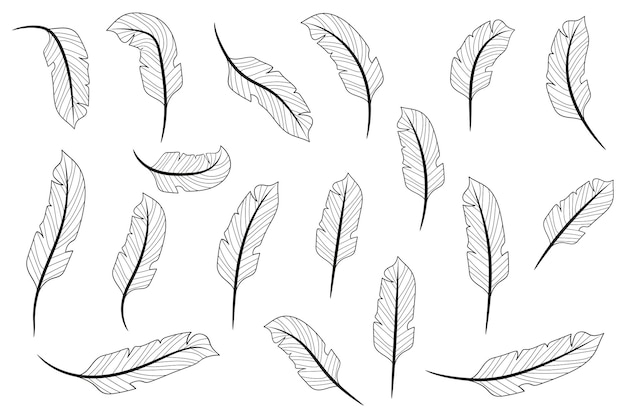 Vector line feather hand drawn feathers feathers isolated on white background feathers coloring book