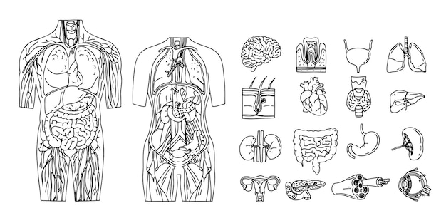 내부 장기의 라인 스케치 인체의 개별 요소 그림 | 프리미엄 벡터