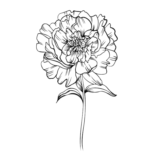 Vector lineaire clipart van peony bloem vector illustratie