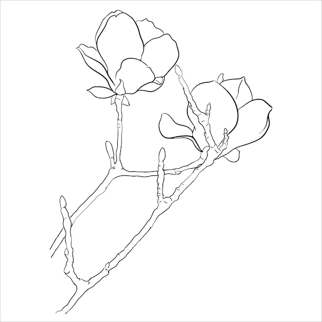 Vector lineaire illustratie van bloeiende magnolia takje