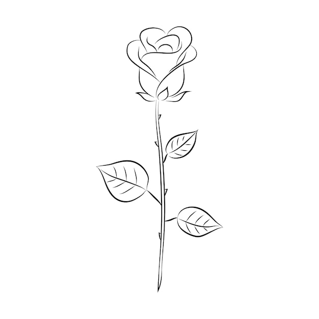 Lineaire tekening van een roos met bladeren Grafische tekening van een roze bloem Geïsoleerd op een witte achtergrond Vectorillustratie