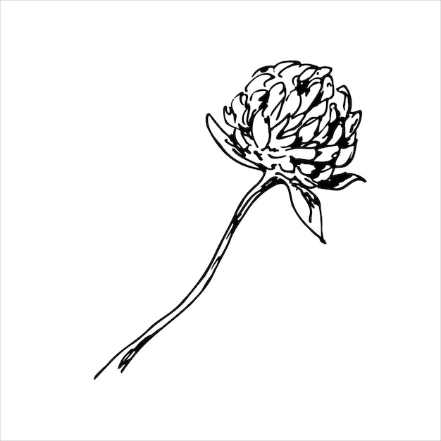 Vector lineaire vectortekening van klaver planten en bloemen