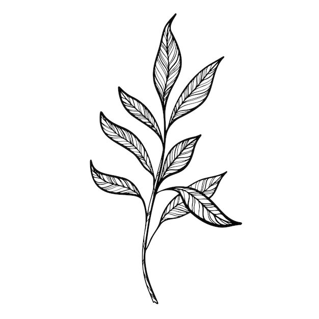Linear botanical clipart of branch Vector illustration