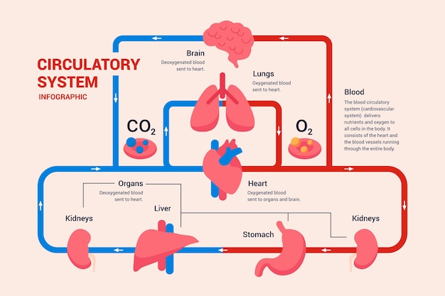 Linear circulatory system graphic