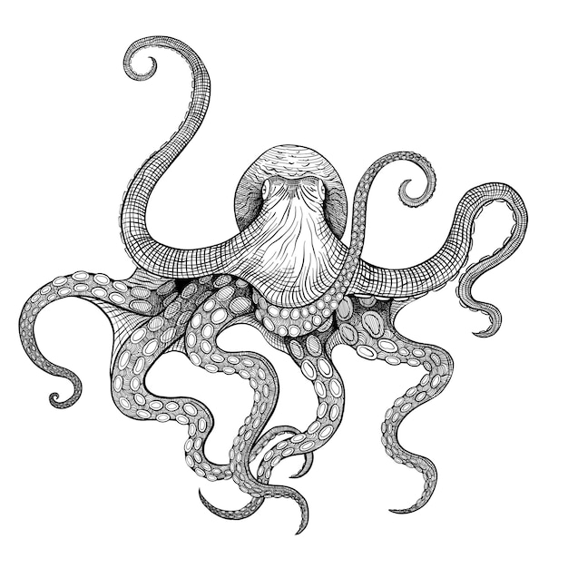 Linear drawing silhouette engraving octopus with tentacles pencil shaded