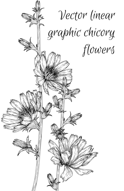 Linear graphic flowers chicory