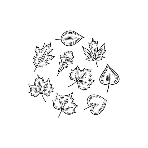 Vector linear set of drawn autumn leaves