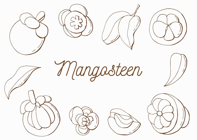 Linear Set of mangosteen Fruit flower leaf Line art White background isolate