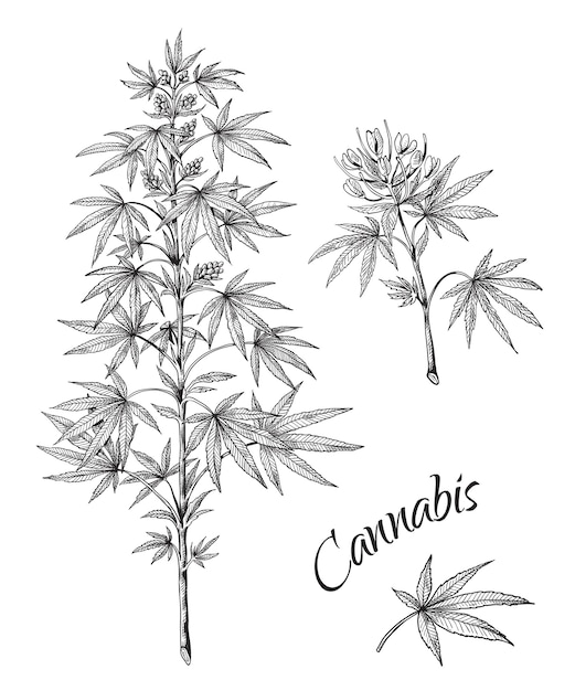 Линейный набросок листьев и шишек ветви марихуаны