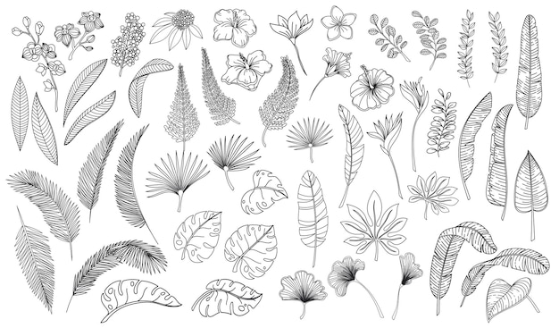 Vector linear tropical leaves and flowers outline forest palm monstera fern hawaiian leaves plumeria flower...