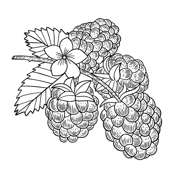Vector lineart blueberry vintage illustration
