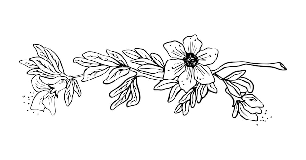 Lineart of pomegranate tree branch with leaves and flowers black on white background