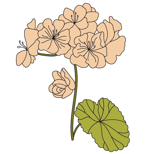 Lined malva flower Hollyhock Vector