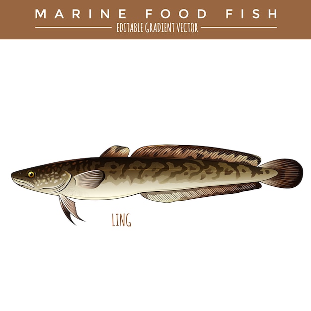 Ling. Marine Food Fish