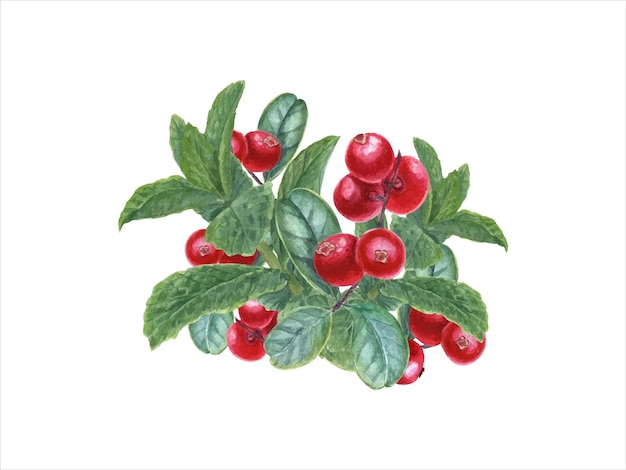 Lingonberries and mint sprigs cowberry whortleberry peppermint forest ripe berries fragrant greens and juicy red cranberry watercolor illustration for card design print package