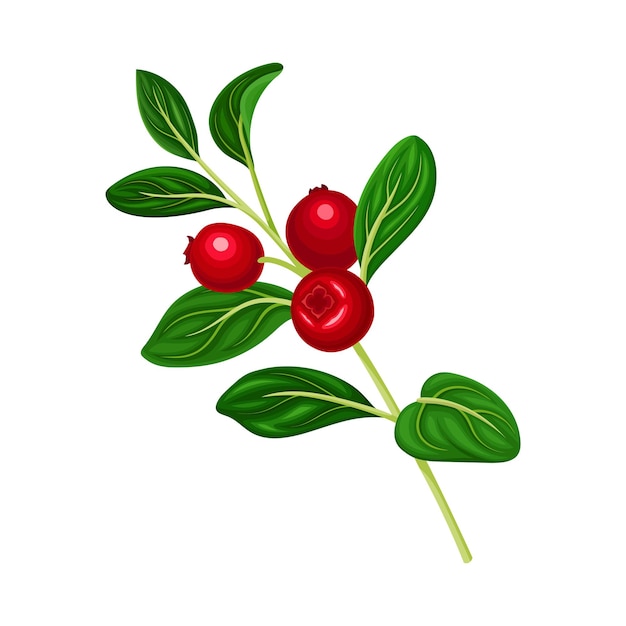 Vector lingonberry branch with oval leaves bearing edible red fruit vector illustration