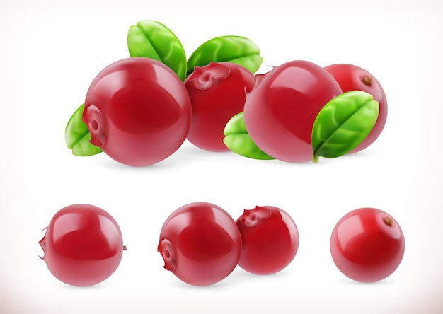 Vector lingonberry. cowberry sweet fruit. forest berry.