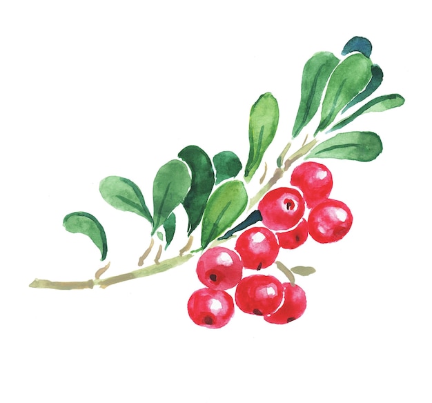 Lingonberry Cranberry Cowberry berries cowberry branch watercolor illustration