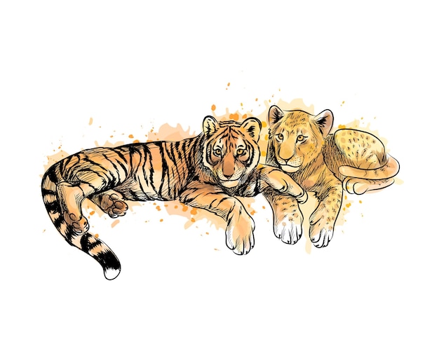 Vector lion cub and tiger cub from a splash of watercolor, hand drawn sketch.  illustration of paints