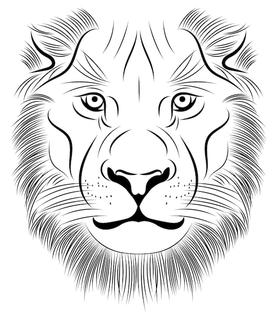 Lion drawing Lion illustration