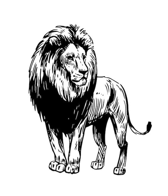 Vettore illustrazione dello schizzo disegnato a mano del leone contorno nero vettoriale su sfondo trasparente