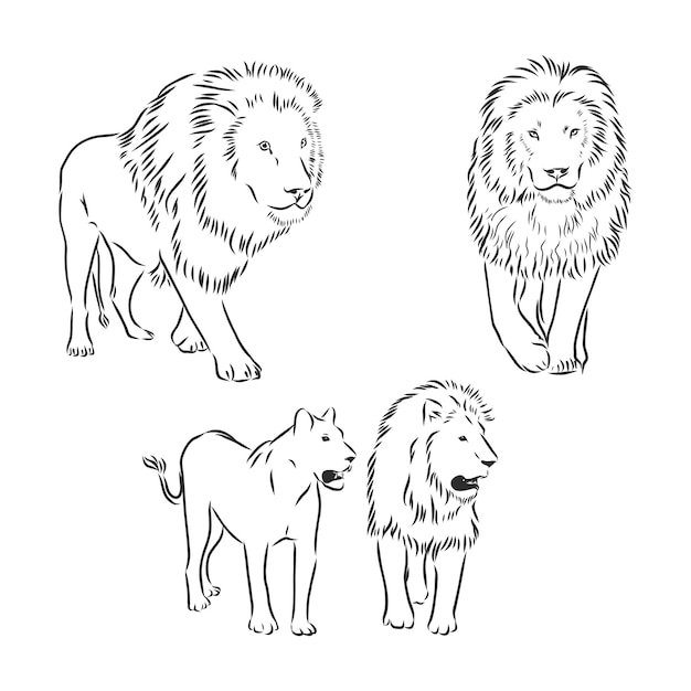 Vector lion sketch drawing on white background. lion vector sketch illustration