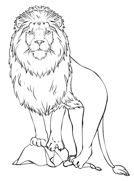 Lion vector black and white image for coloring books