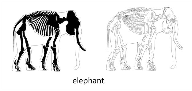 ライオン、シマウマ、サイ、キリン、カバ、象スケッチ ベクトル図を描画