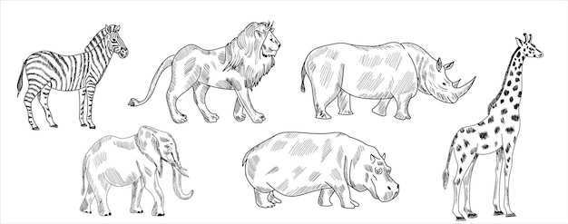 Lion,zebra,rhino,giraffe,hippo,elephant sketch drawing vector illustration