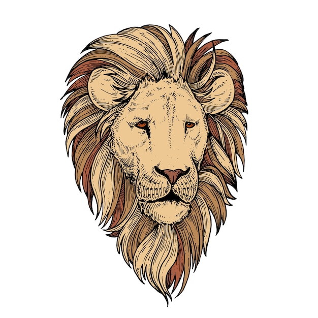 Vector lion.