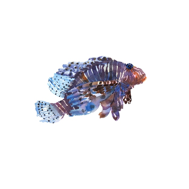 수채화의 lionfish 악마 firefish 고립 된 물고기 다채로운 이국적인 열대 손으로 그린 그림