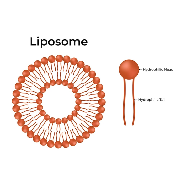 Vector liposome micelle monolayer and bilayer structure phospholipid with hydrophilic head and hydrophobi