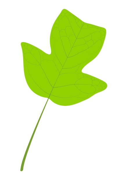 Vector liriodendron tulipifera tulip tree lobed leaf