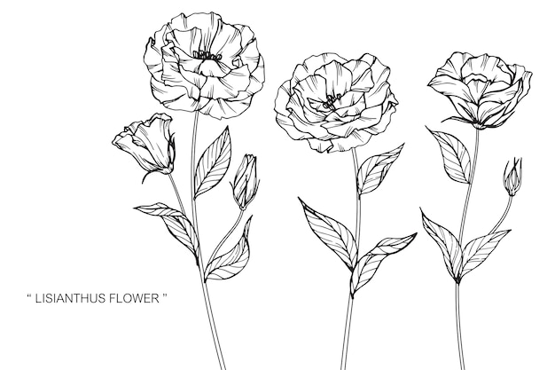 Lisianthus flower drawing illustration.