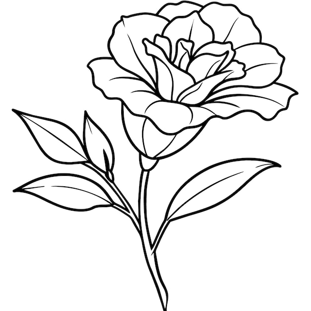 リシアンタスの花の概要 イラスト カラーブックのページデザイン