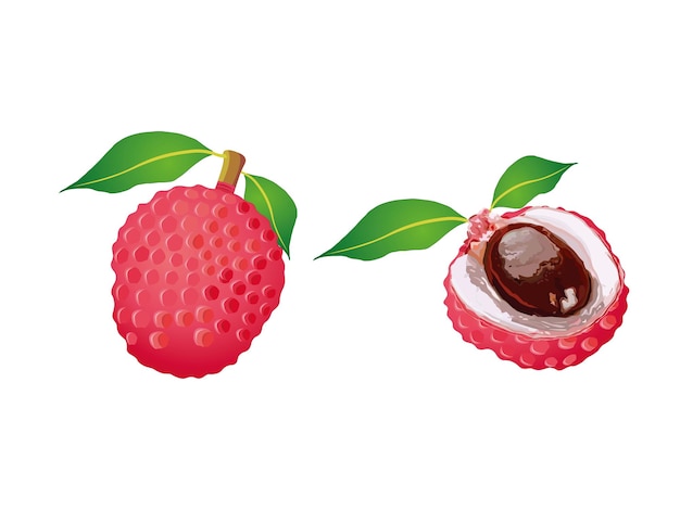 Litchi Fruit Whole and Half met Zaad Vector Cartoon