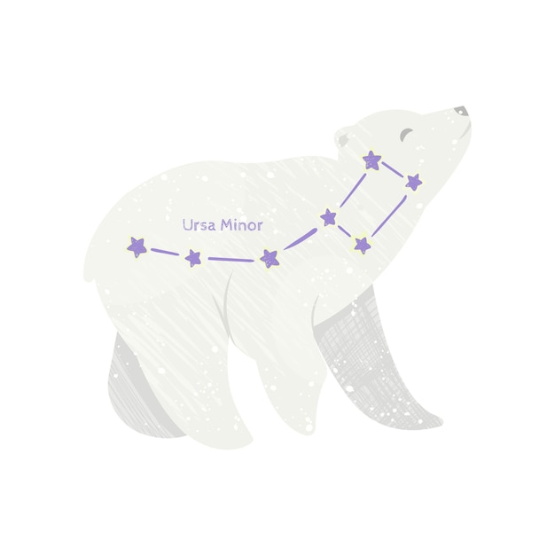 Little bear ursa minor. constellation.