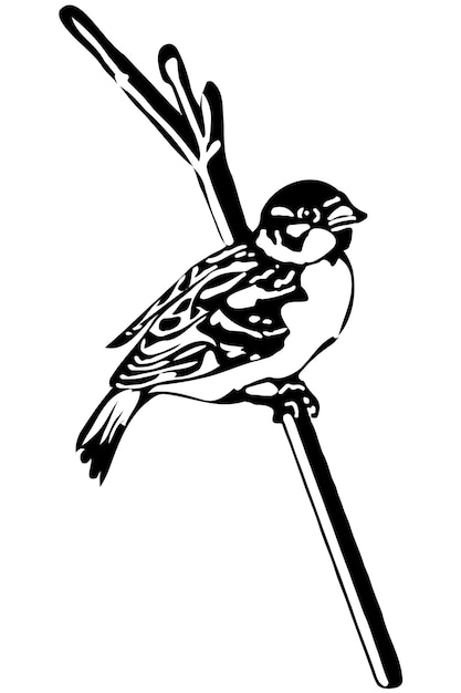 Vector little bird on a branch sparrow